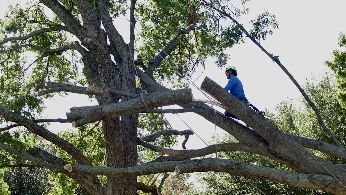 Professional Crown Thinning performed by certified arborists in Savoonga