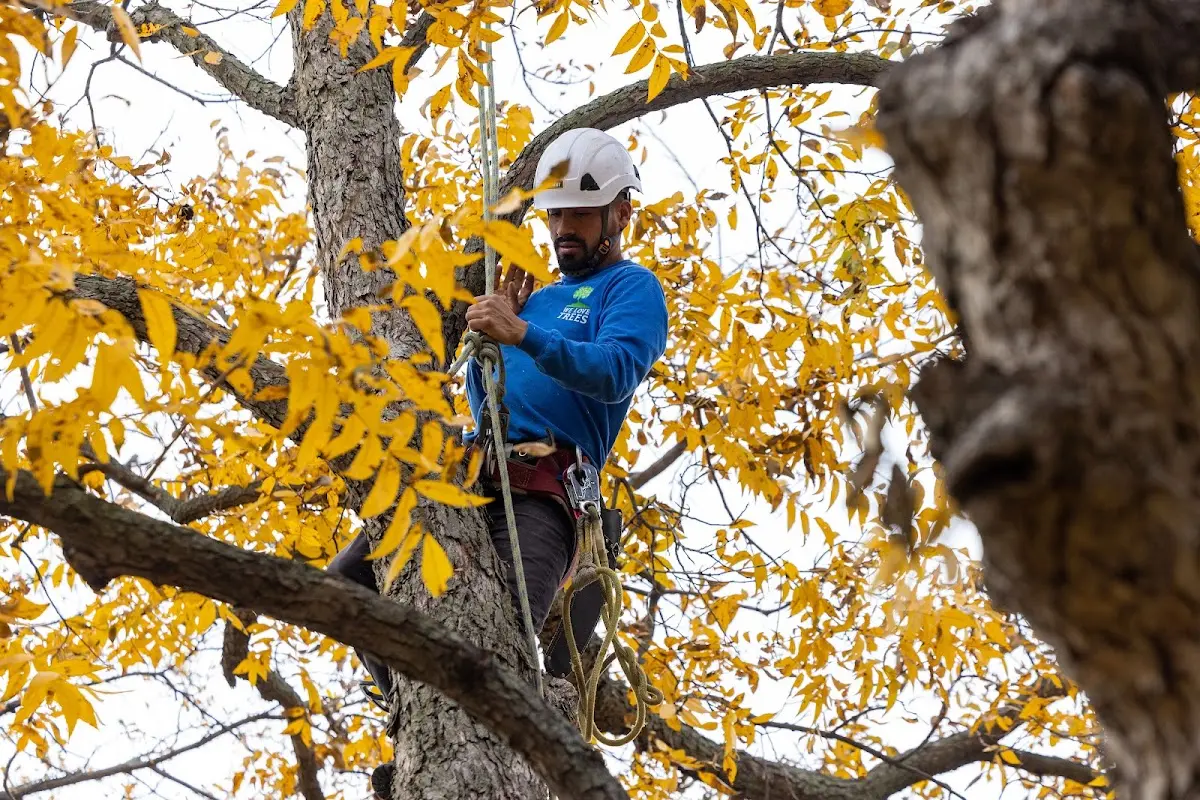 Skilled Tree Planing crew working in Savoonga